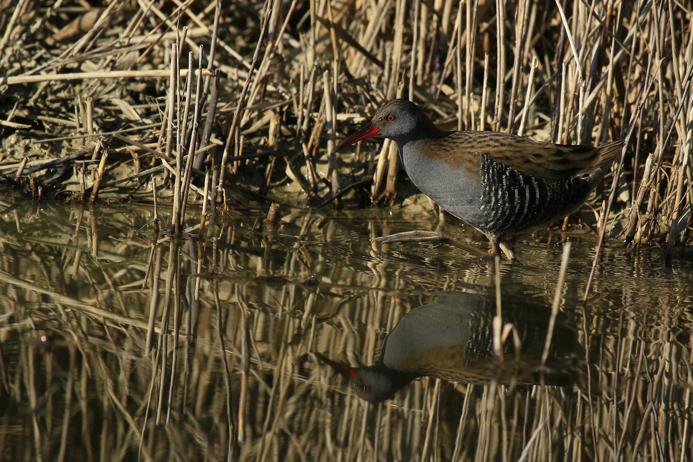December 2015 Water Rail: Walk