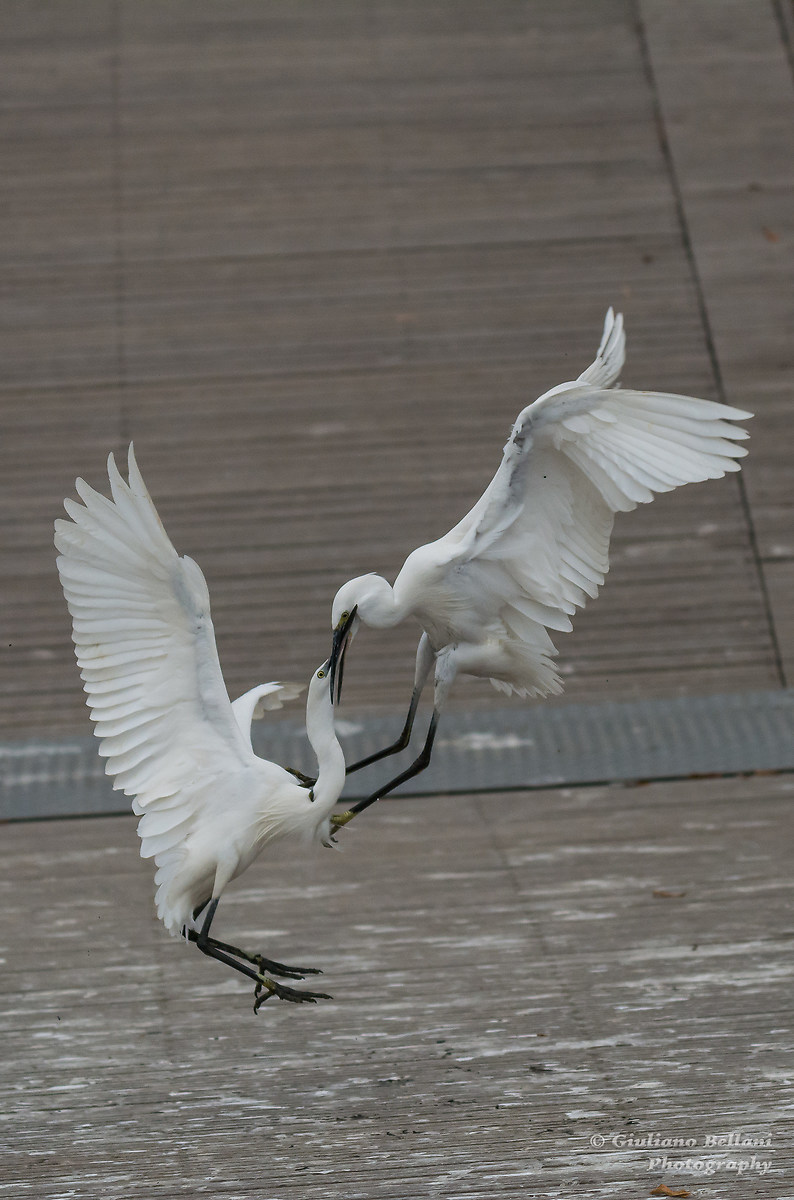 Lite di Garzette sul pontile