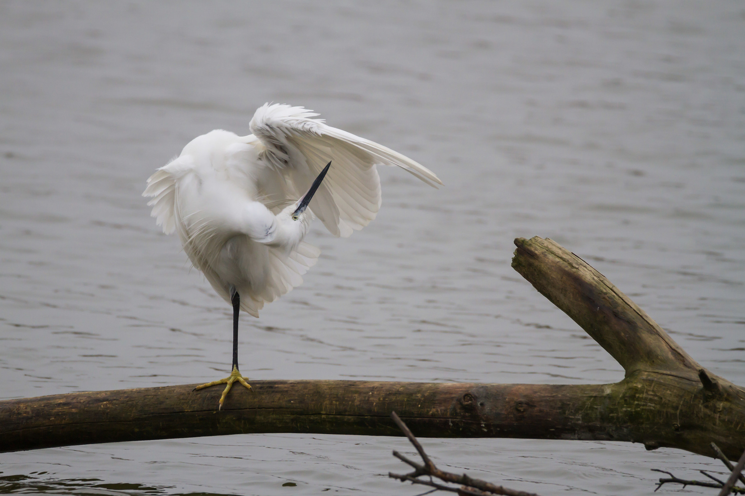 Pulizie di santo Stefano