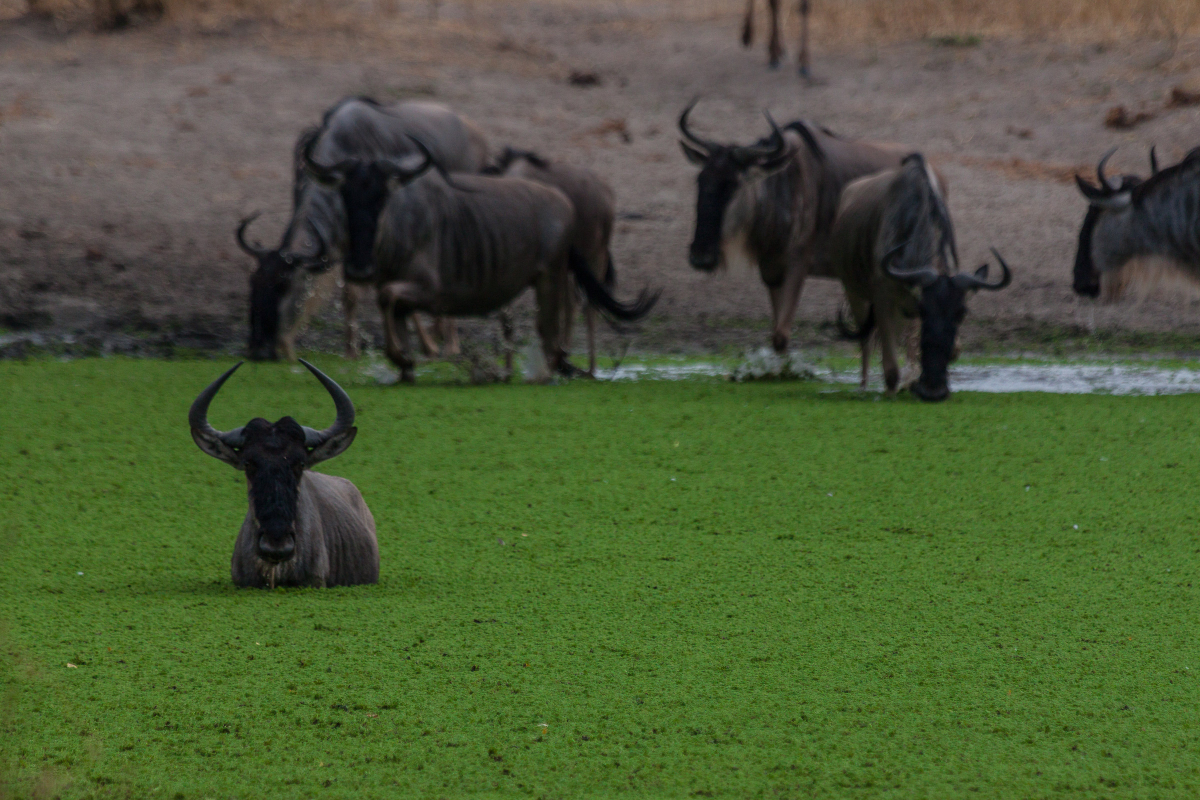 Drinking wildebeest
