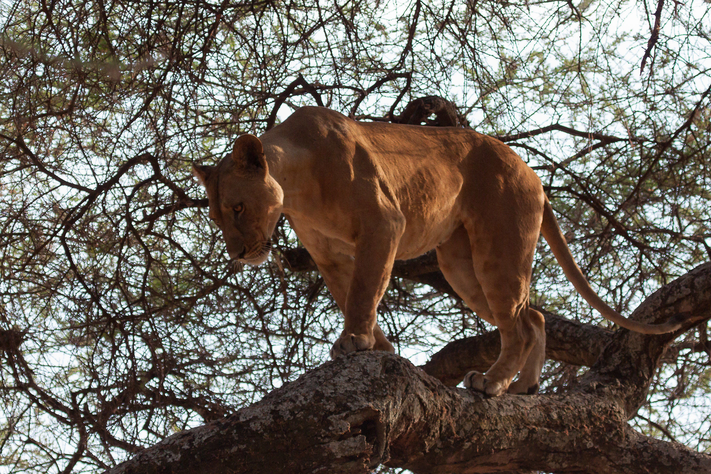 lion on tree