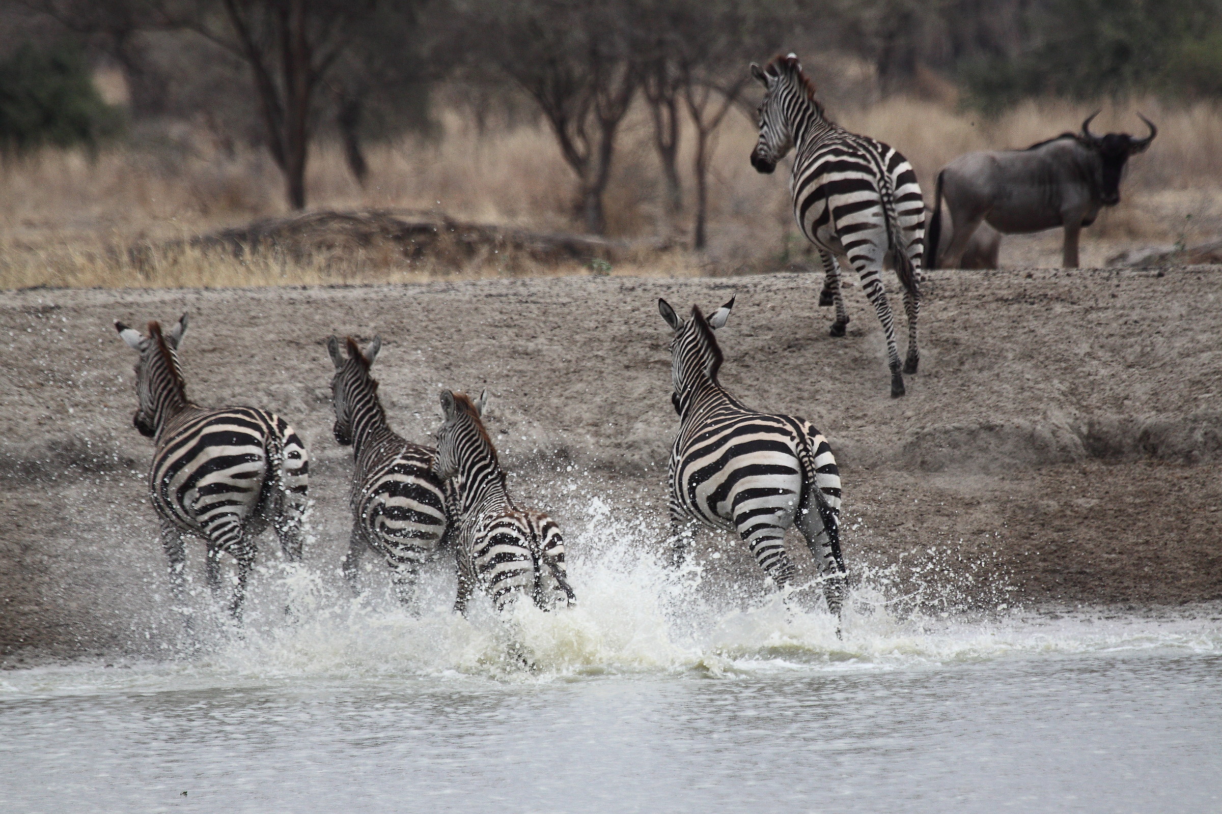 zebras on the run