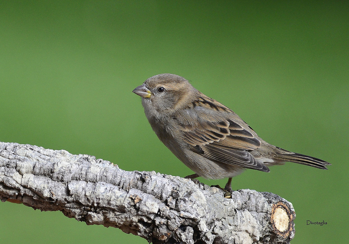 Common sparrow.