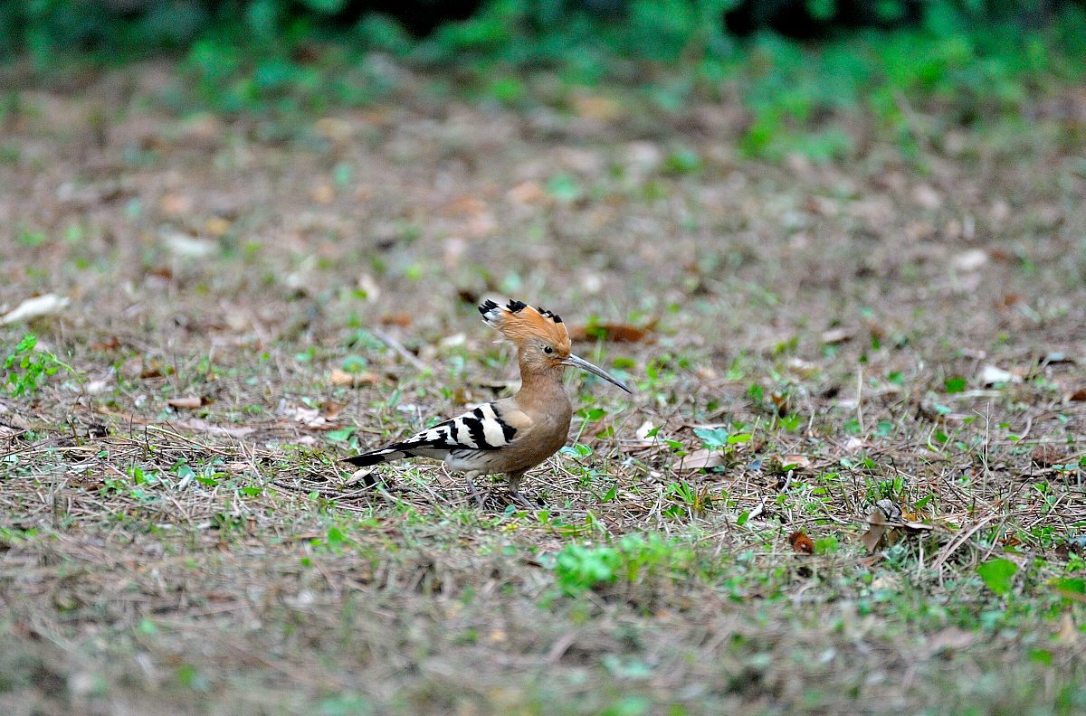 Upupa in giardino....