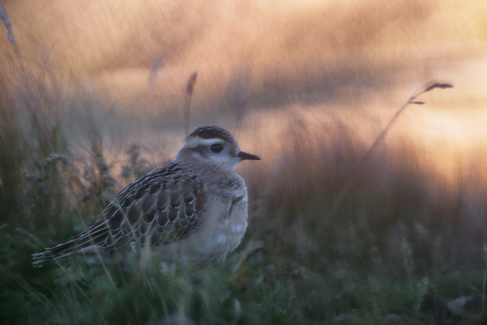 Disegnando un tortolino