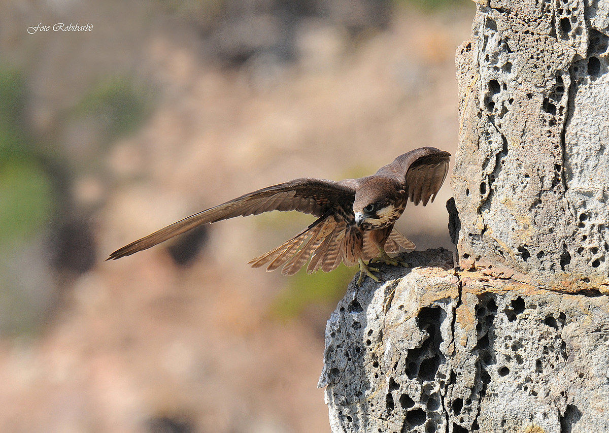 Eleonora's Falcon ... set ...