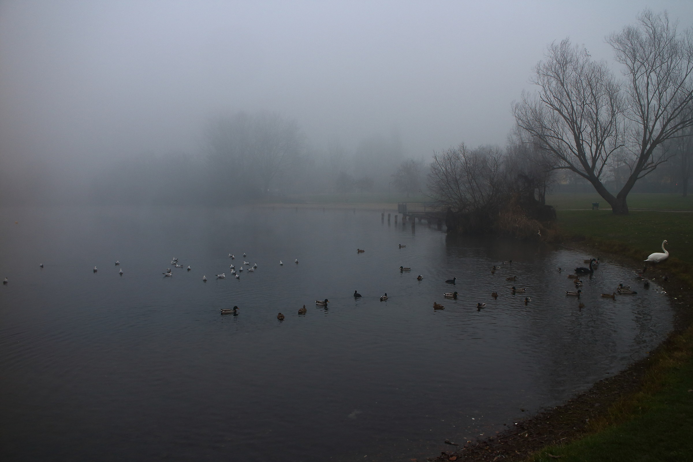Moltitudine nella nebbia