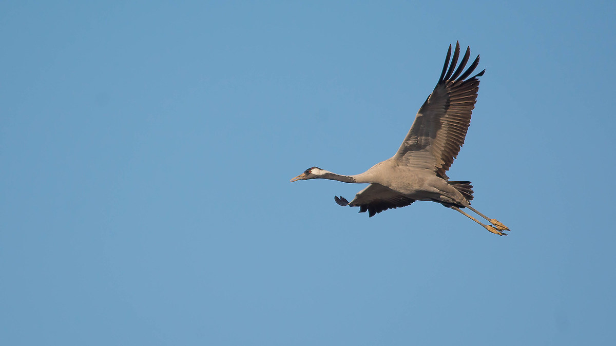 European crane
