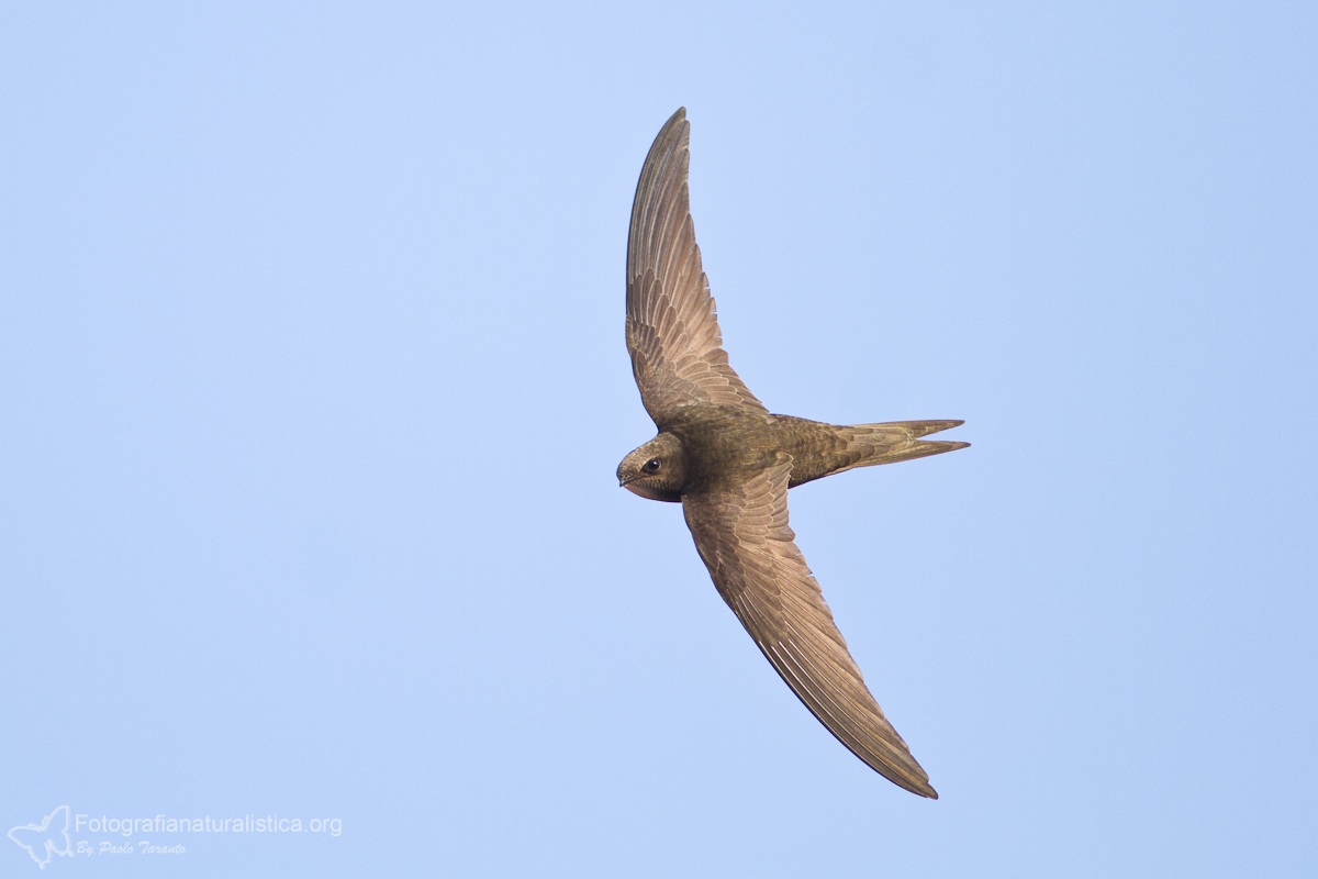 Shooting to swifts 2012