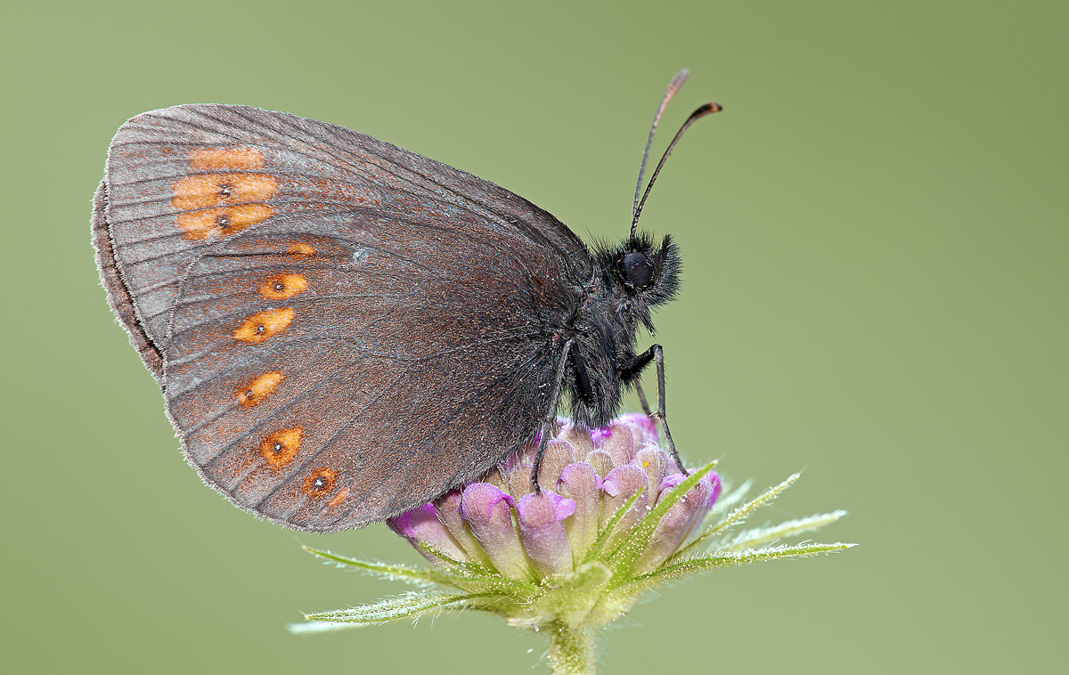 Erebia alberganus (Erebia Ceto)