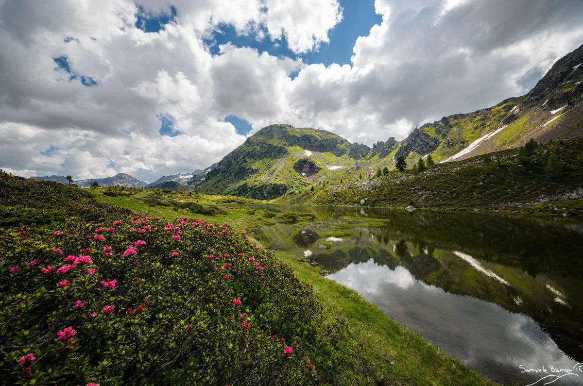 Summer at the Lake Buse