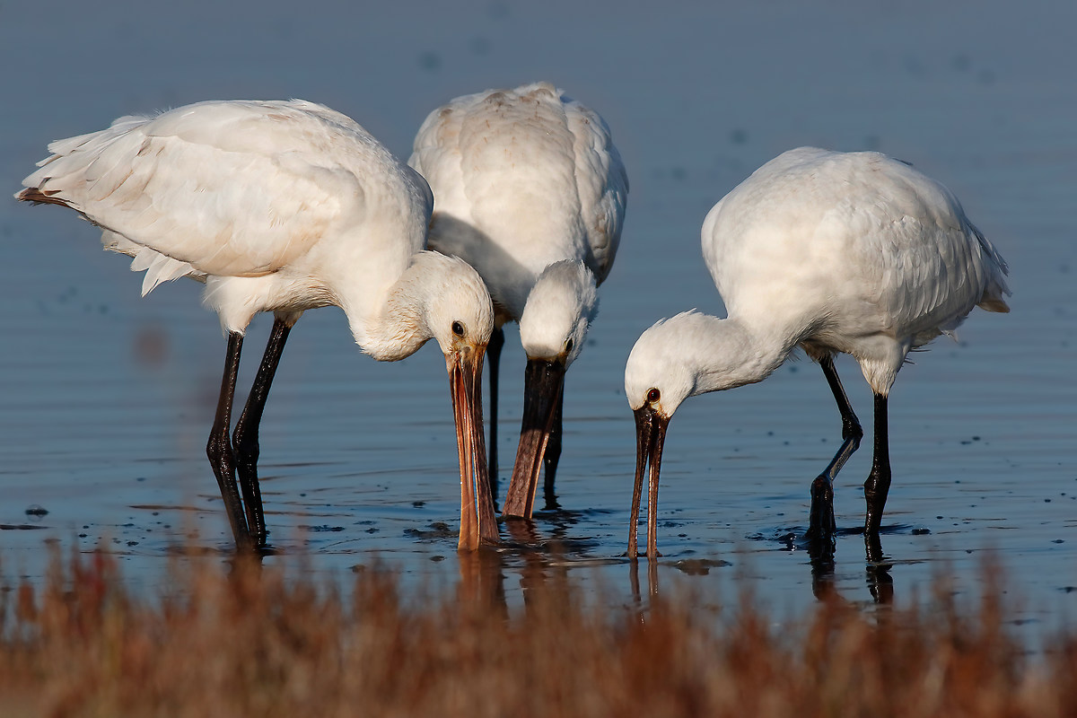 Siam tre piccoli fratellin...