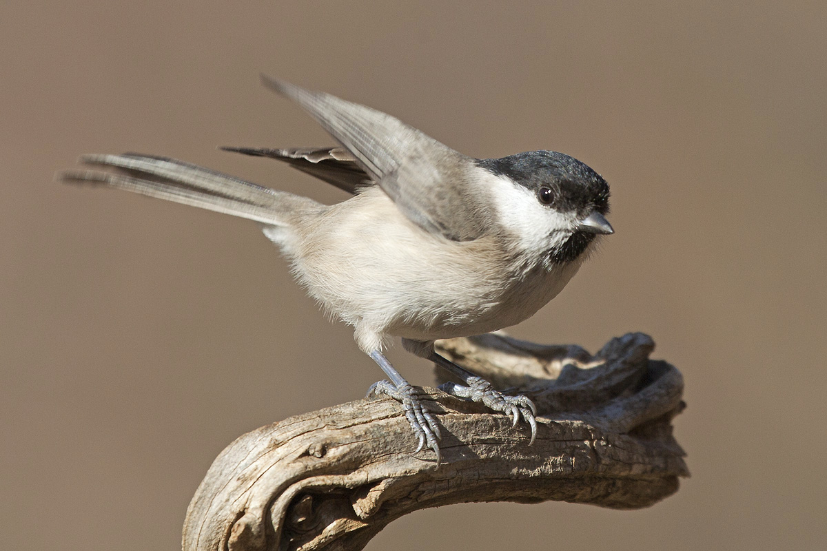 Willow Tit departing ...