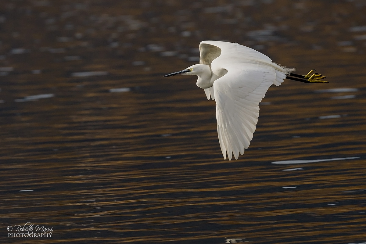 Egret