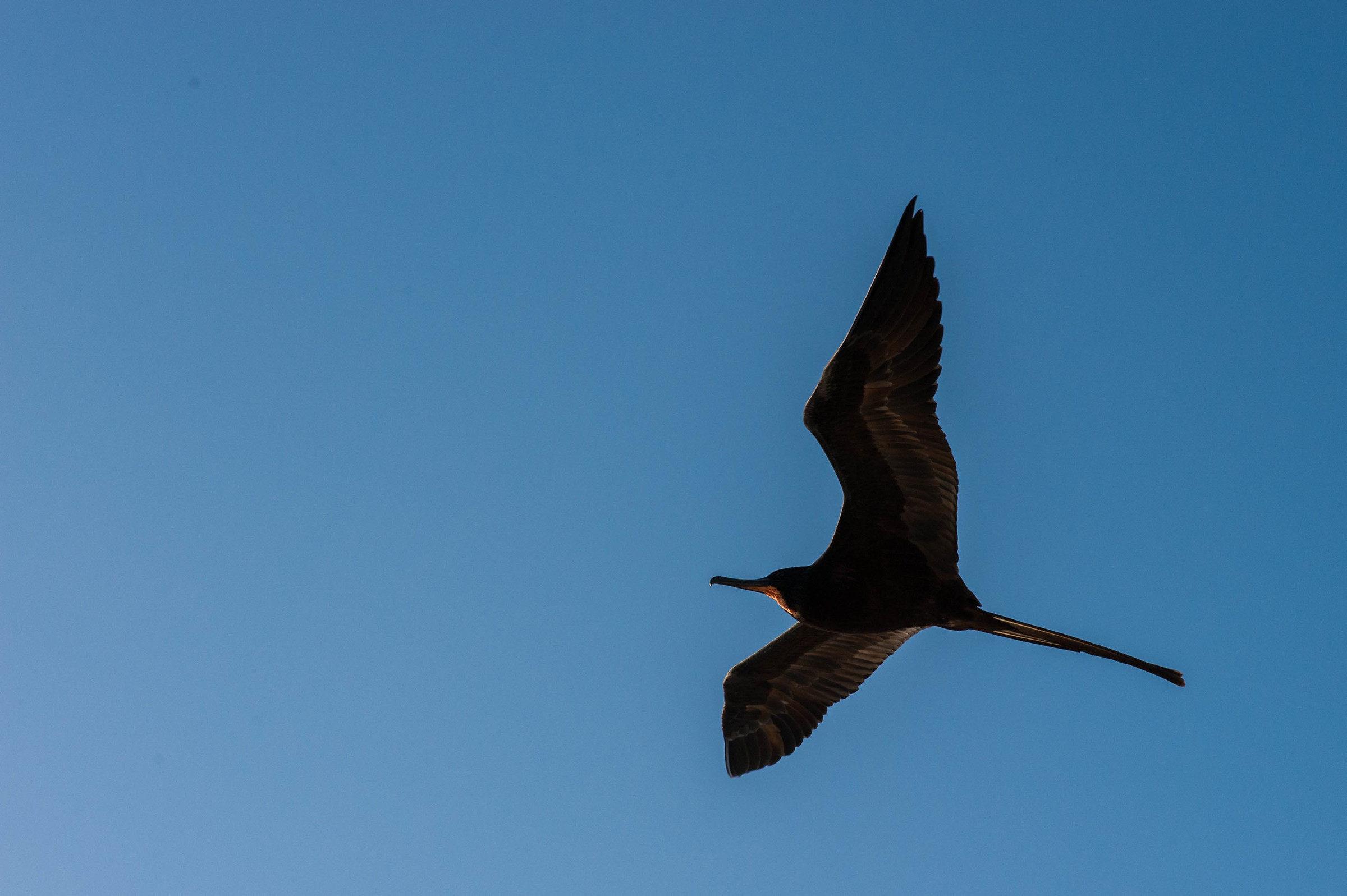 Uccello fregate in volo