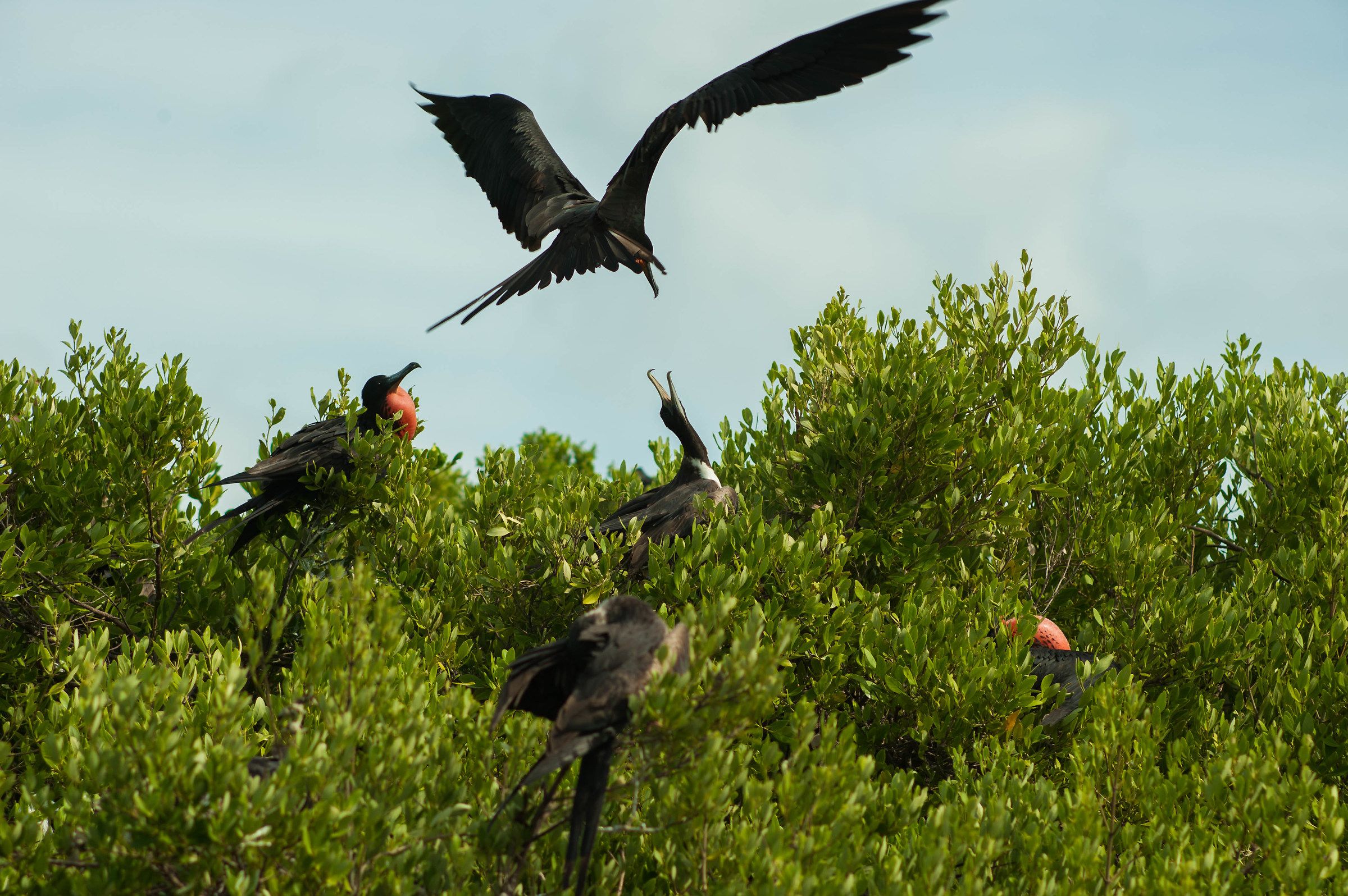 Uccelli Fregate Nesting e Visualizzazione