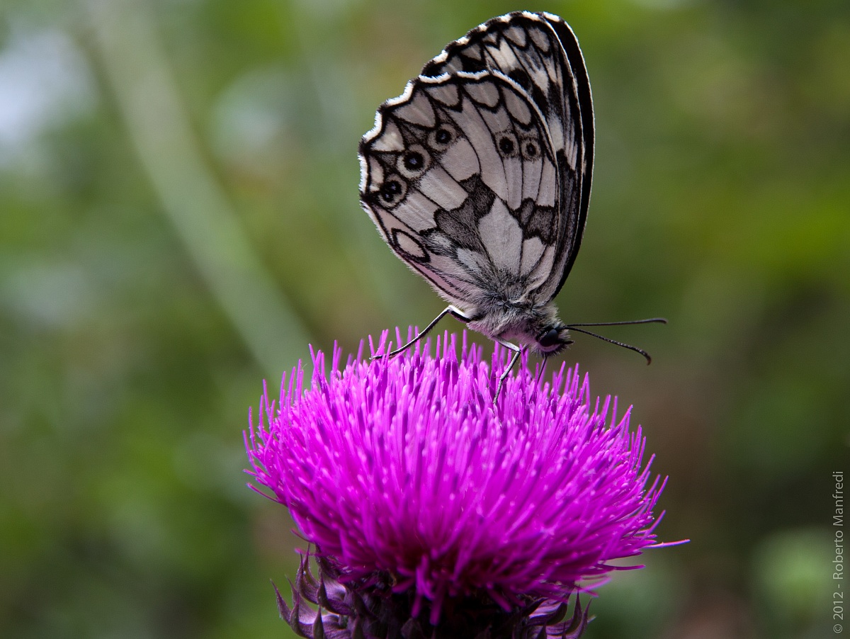 Cardo con ospite affamato