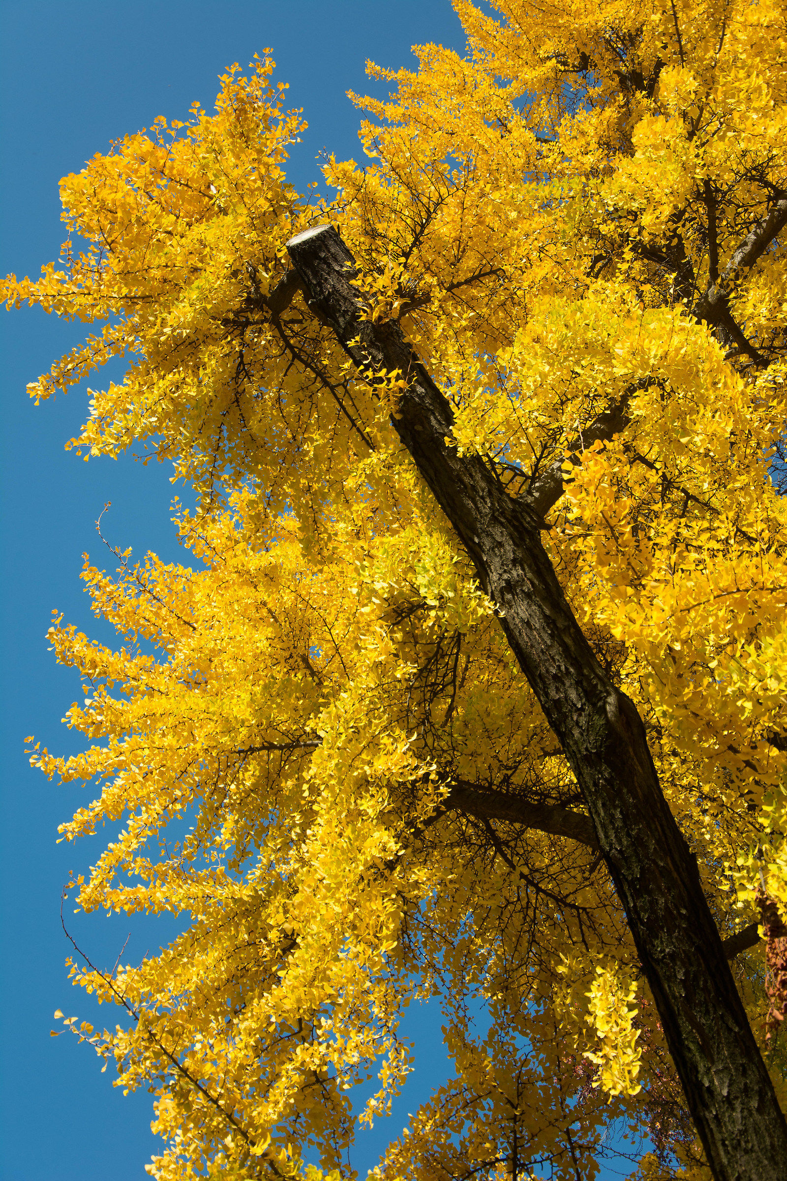 Autunno in porta Venezia