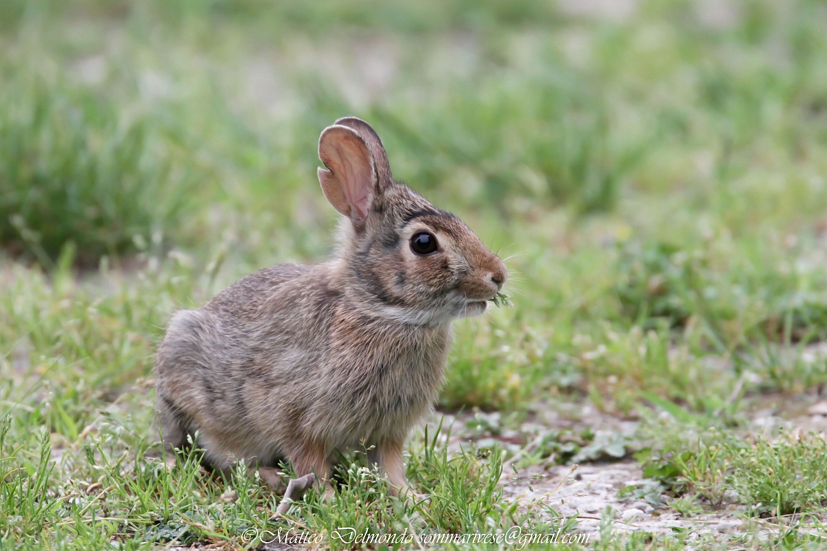 Wild Rabbit