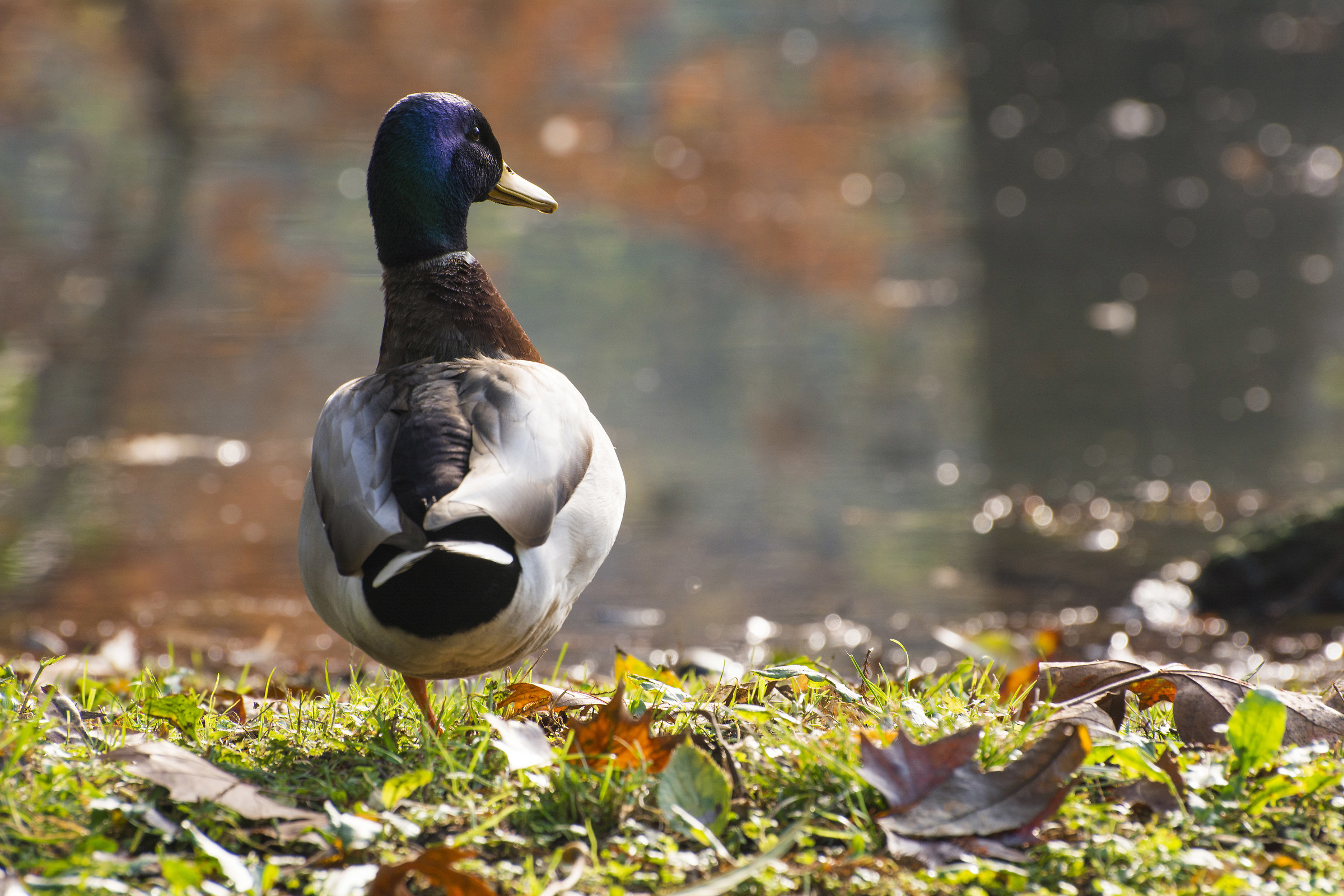Germano reale in parco Sempione