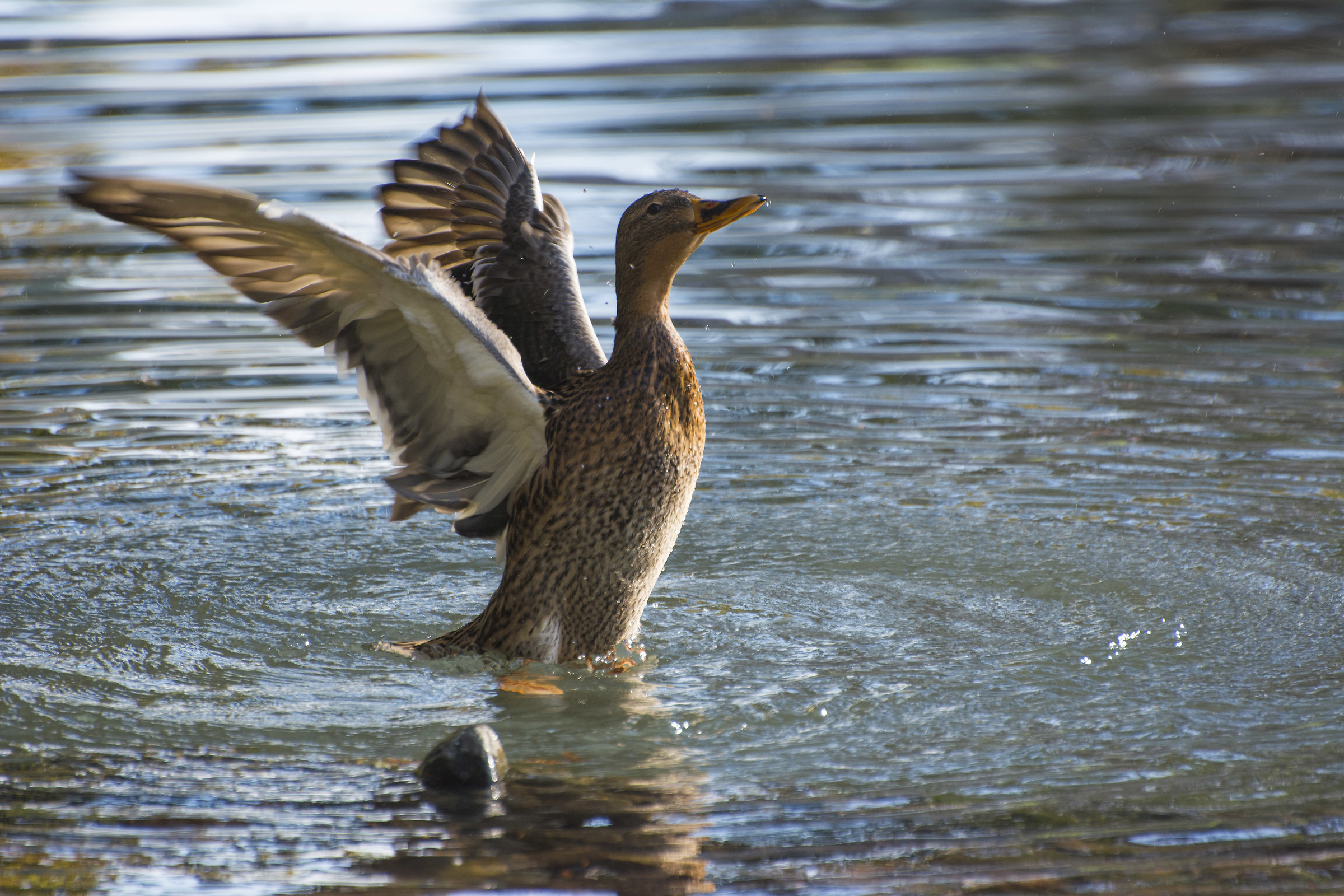 Germano reale in parco Sempione