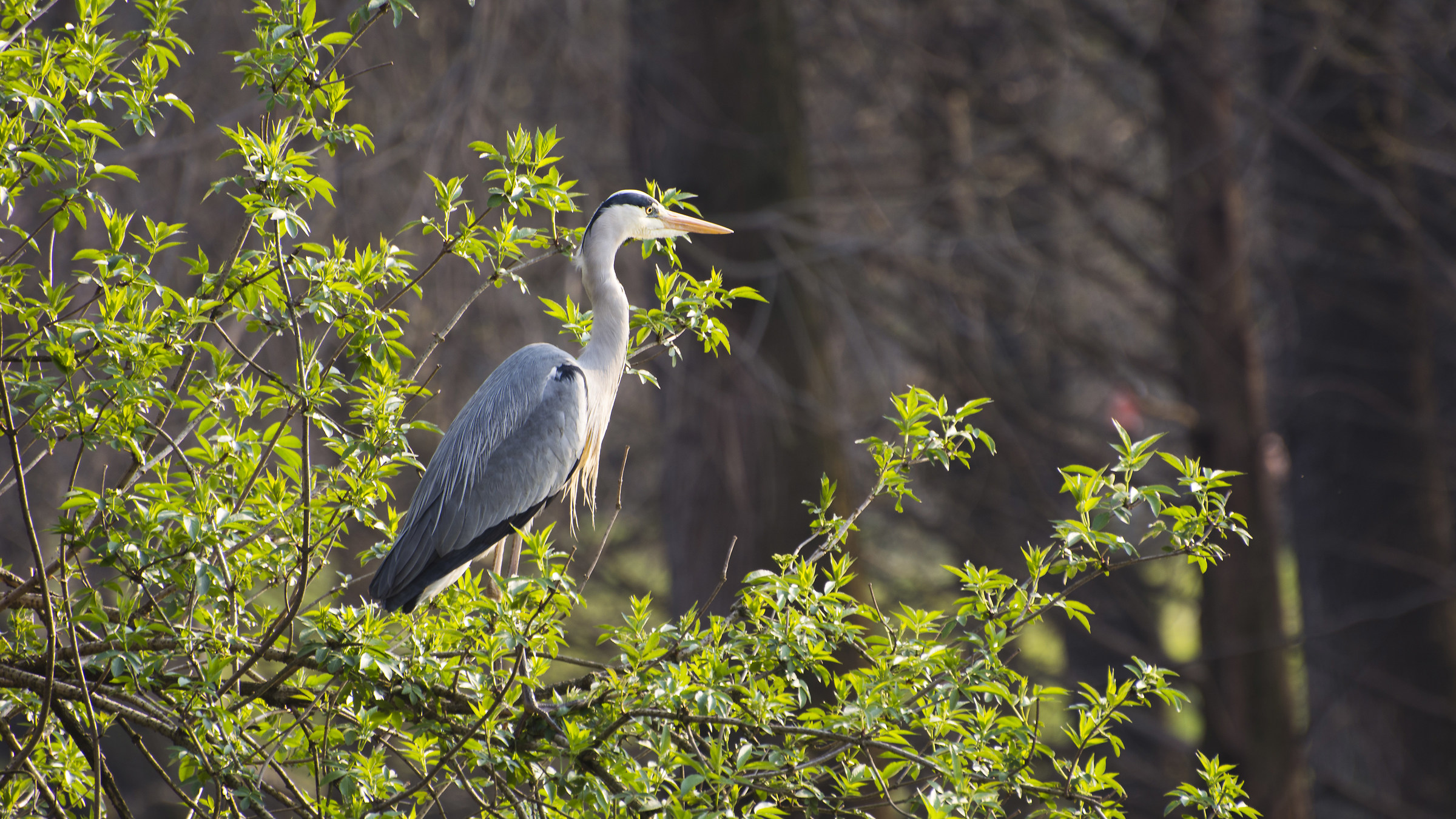 Airone cenerino in parco Sempione