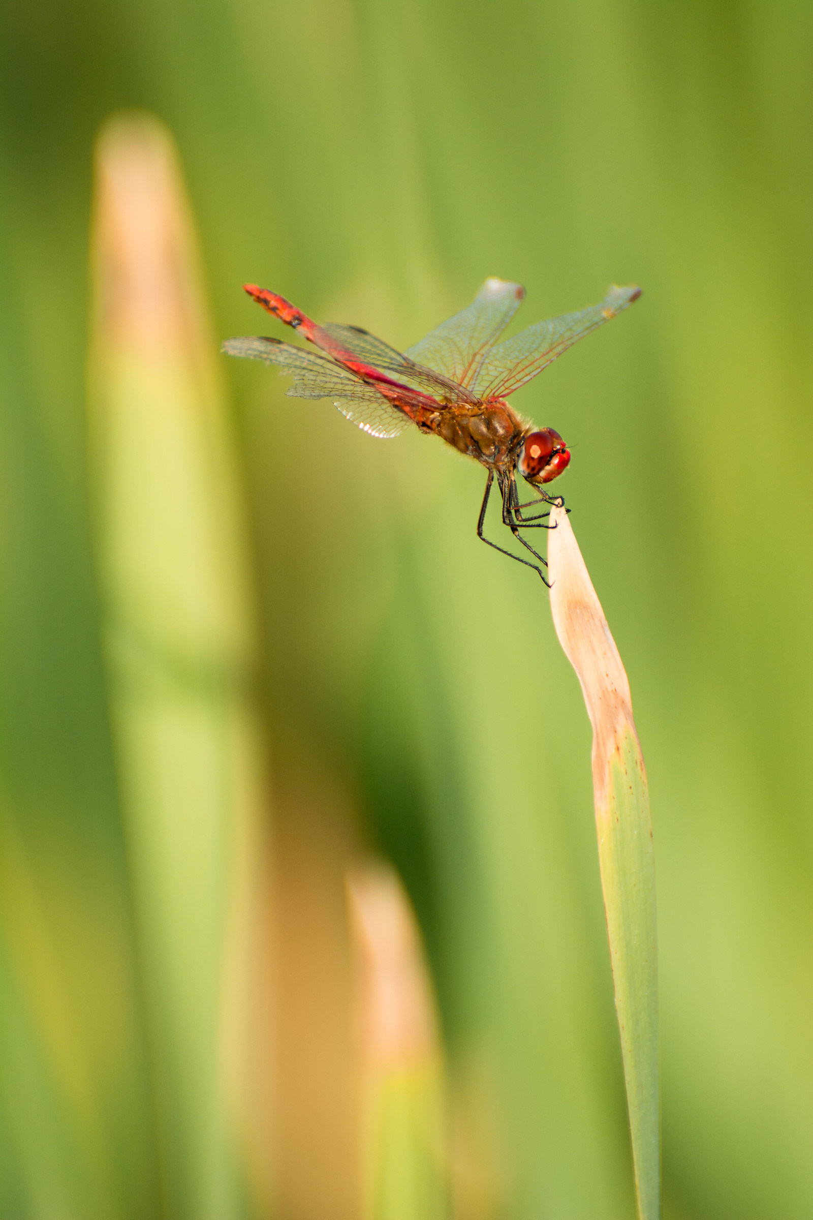 Libellula in risaia