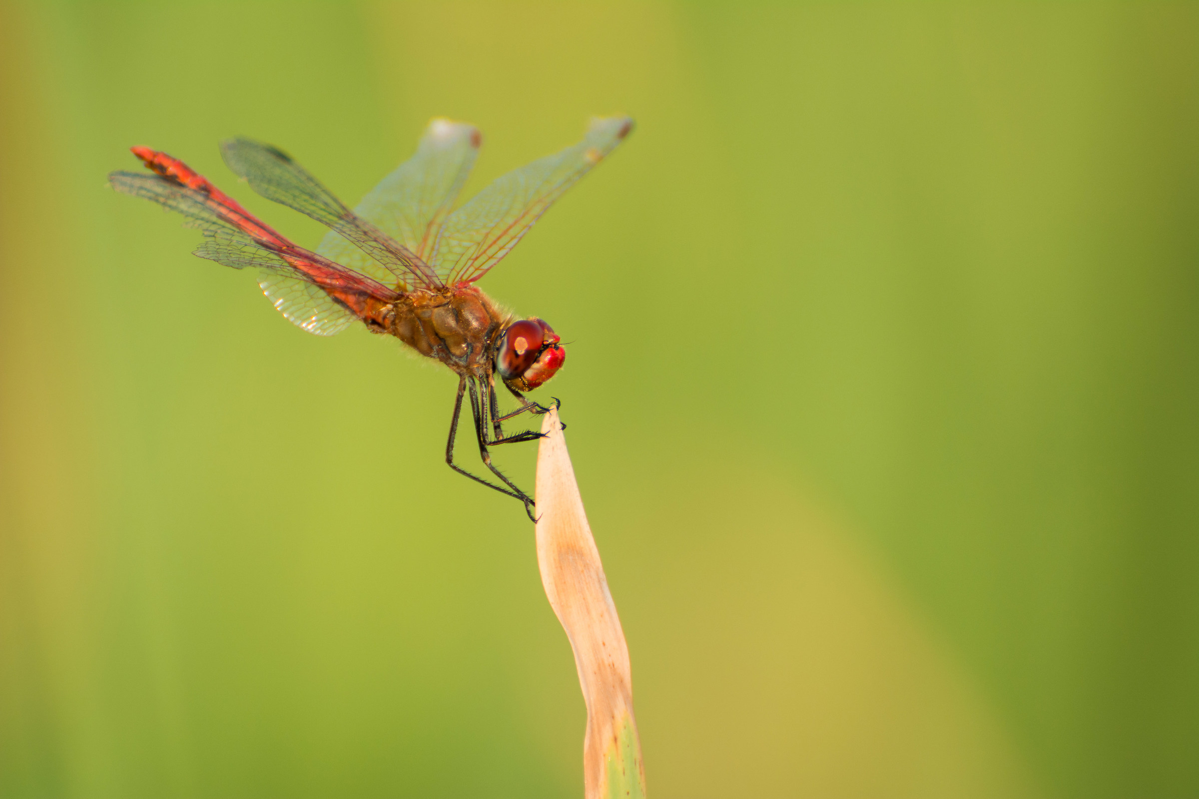 Libellula in risaia