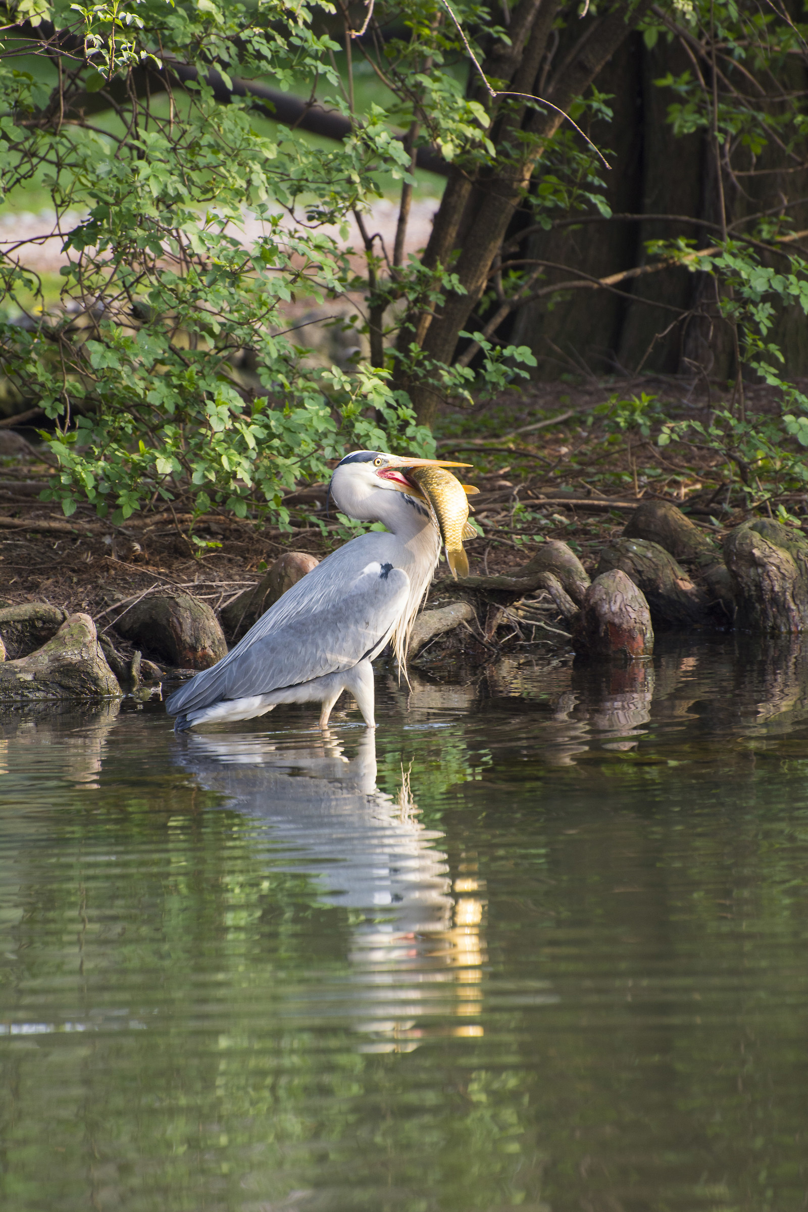 Pesca in parco Sempione