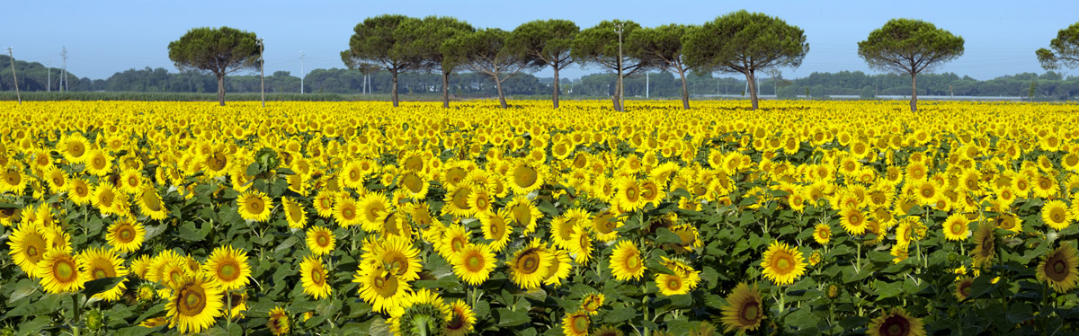 Campo di Girasoli