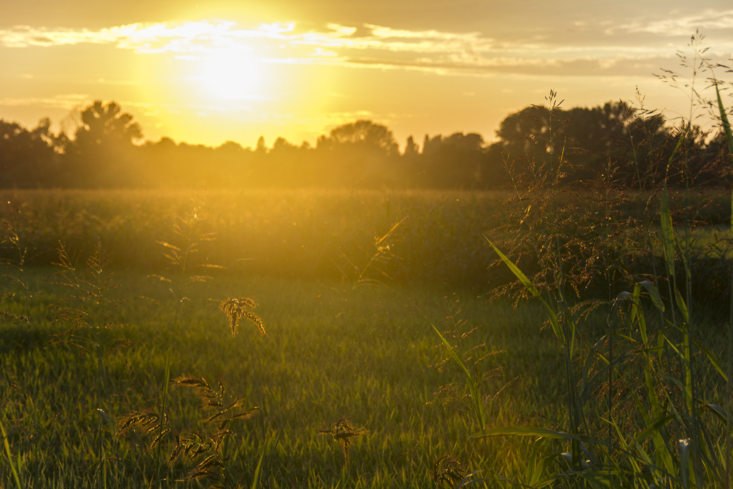Tramonto sulla risaia