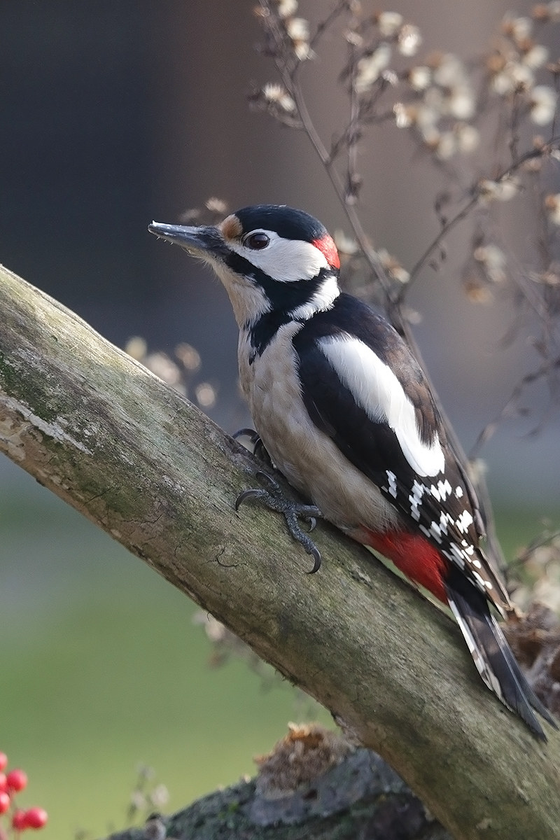morning fog appears ...