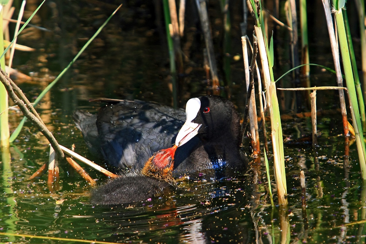 la mamma è sempre la mamma