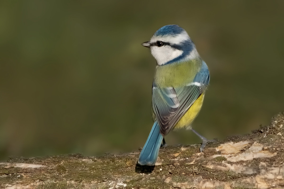 Cinciarella (Parus caeruleus)