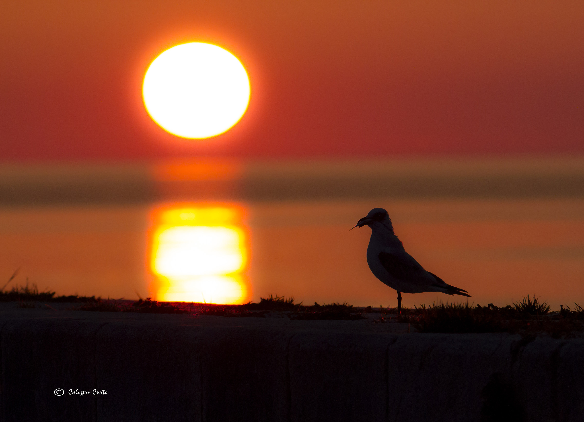 Seagull at Sunset