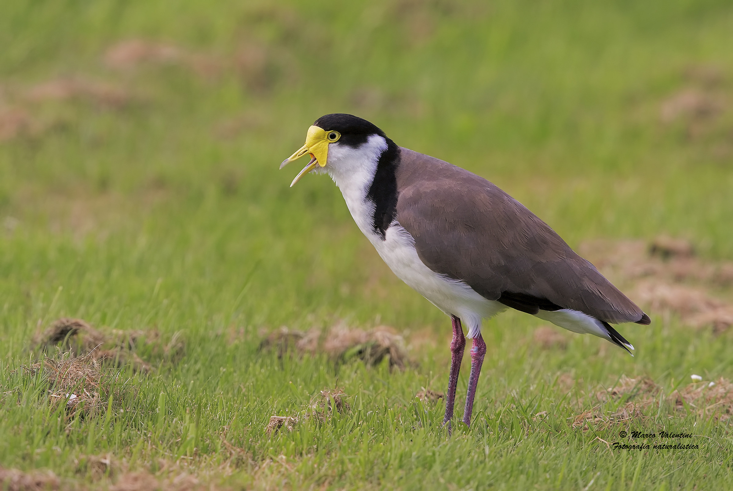 Pavoncella mascherata