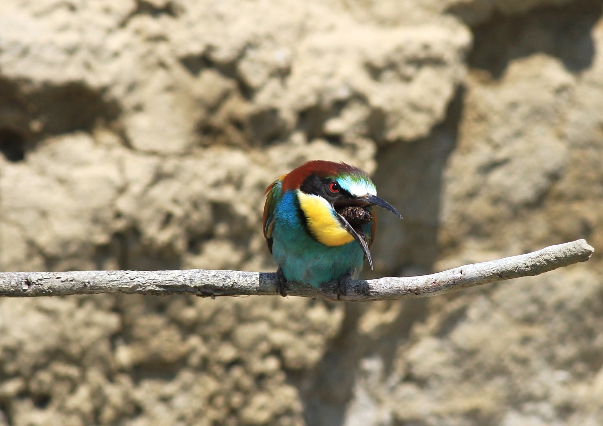 Come disfarsi dello Scarto............