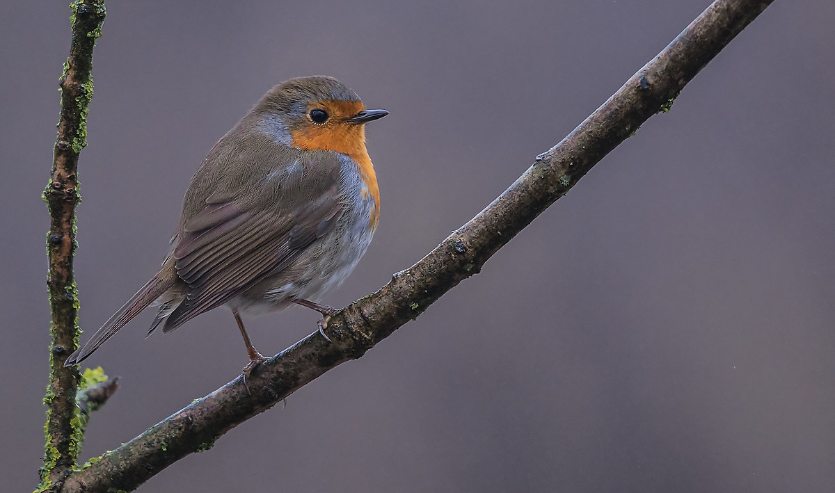 robin in the fog