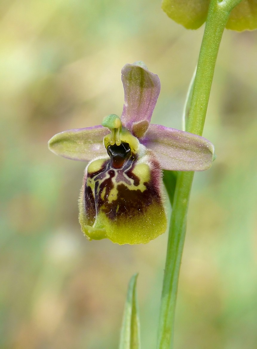 Ophrys gracilisXOphrys lacaitae