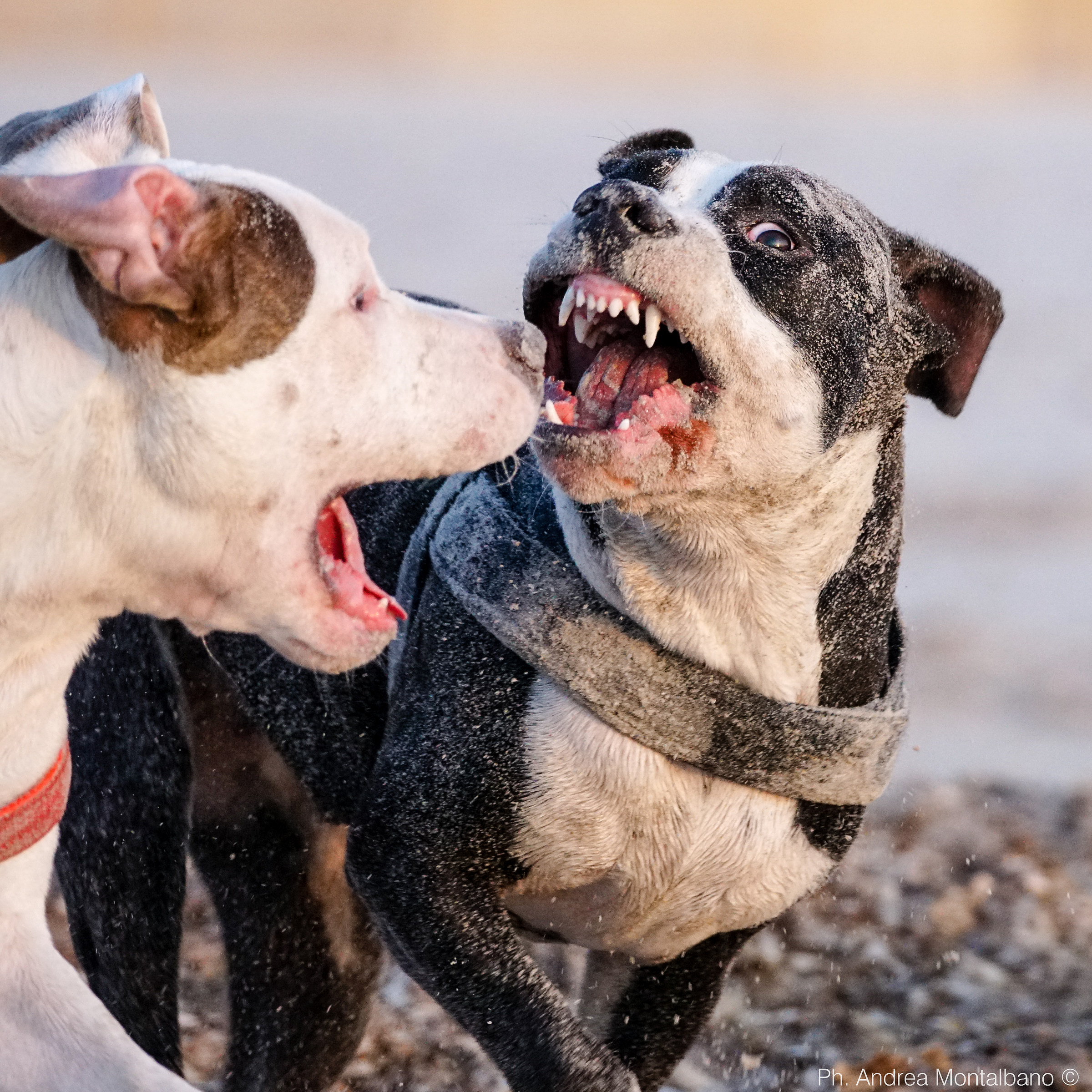 non fateci arrabbiare (stiamo solo giocando)
