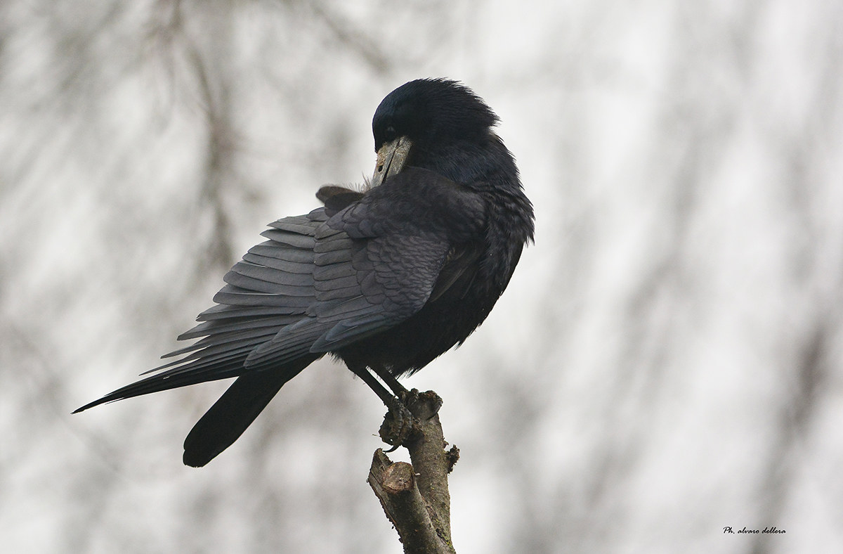 corvo comune  alle prese con lo smog