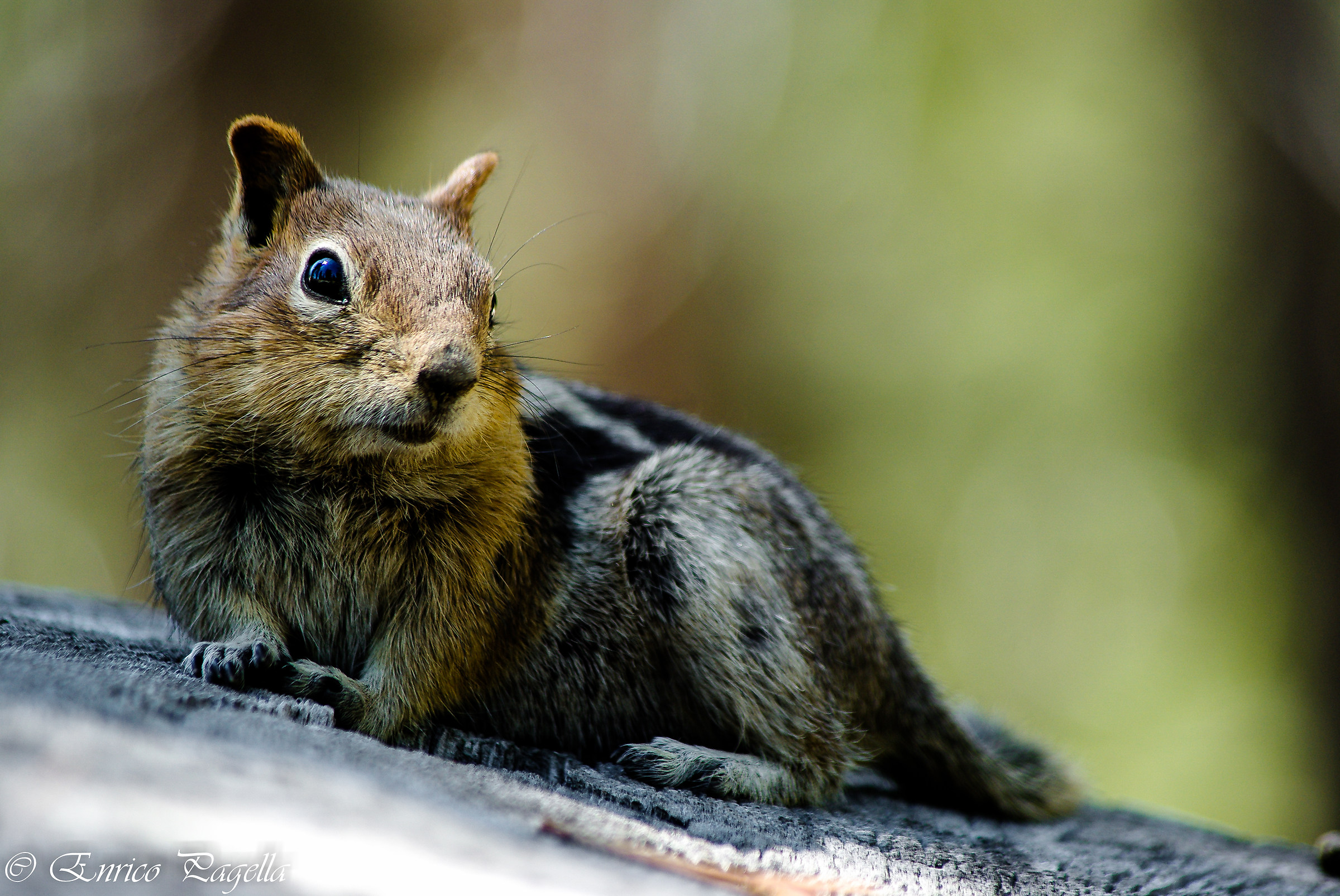 e' cip o ciop?... non li so distinguere