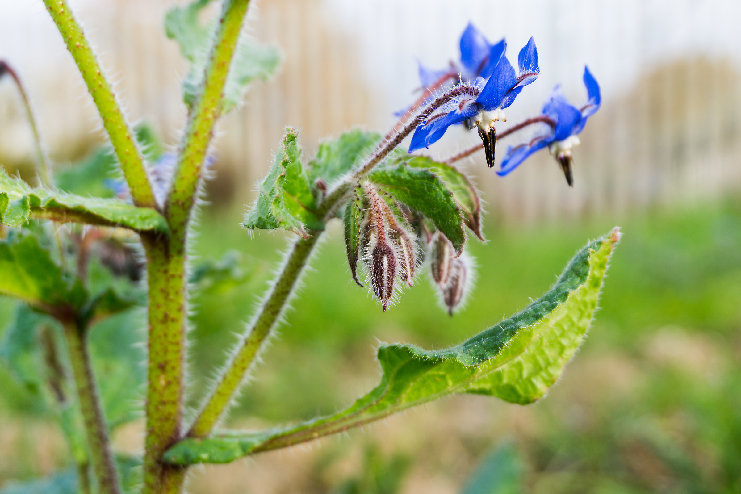 Borage flowers in late December!