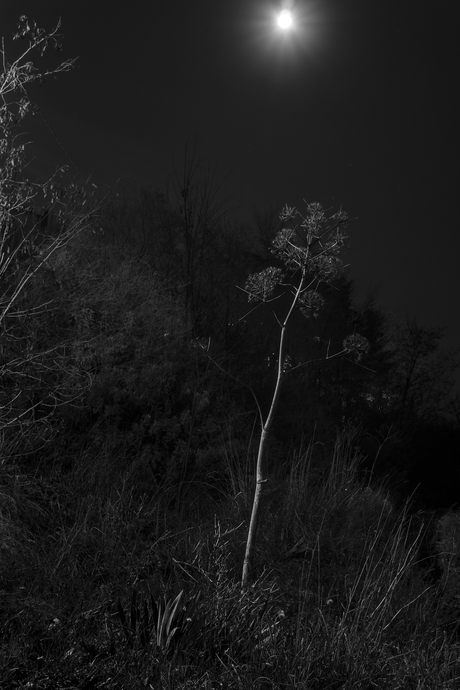 Agave flower moonlit