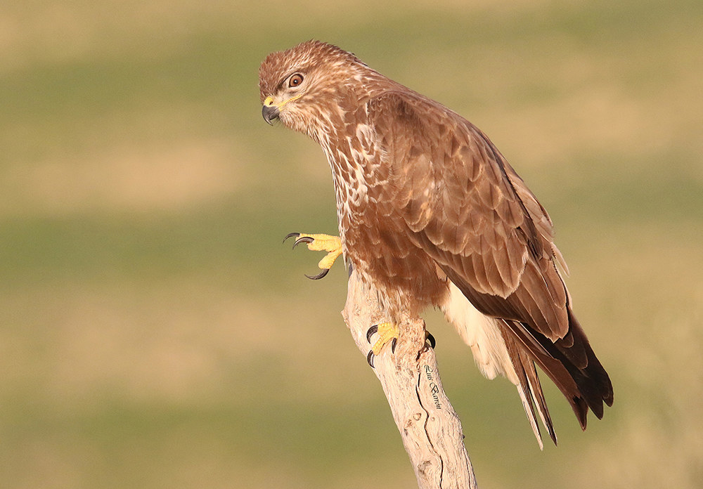 Buzzard