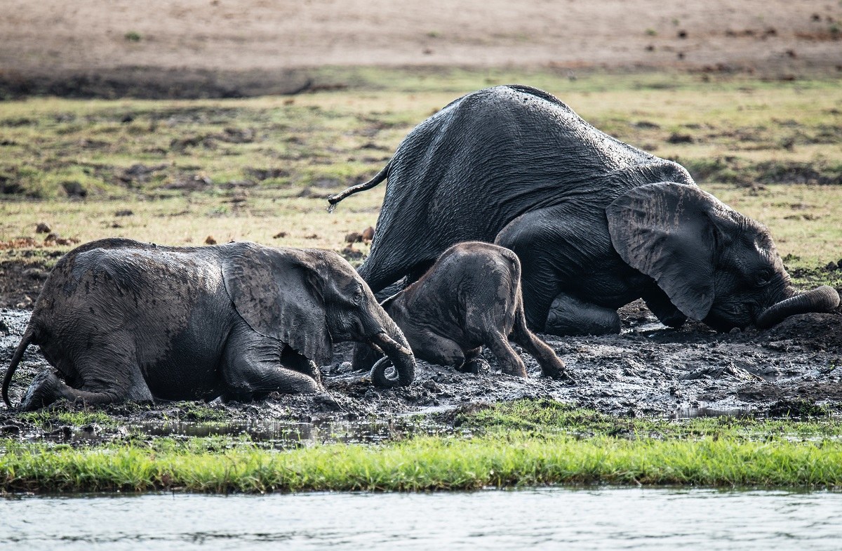 Il paradiso del cucciolo di elefante.