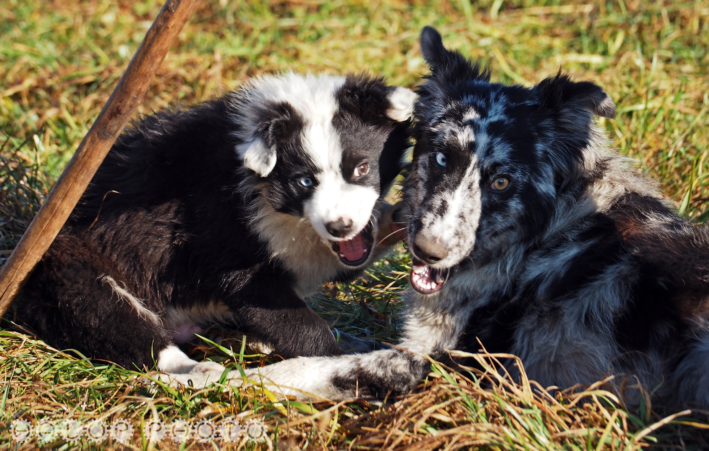 Madre e figlio (cani da pastore in pausa dal lavoro)