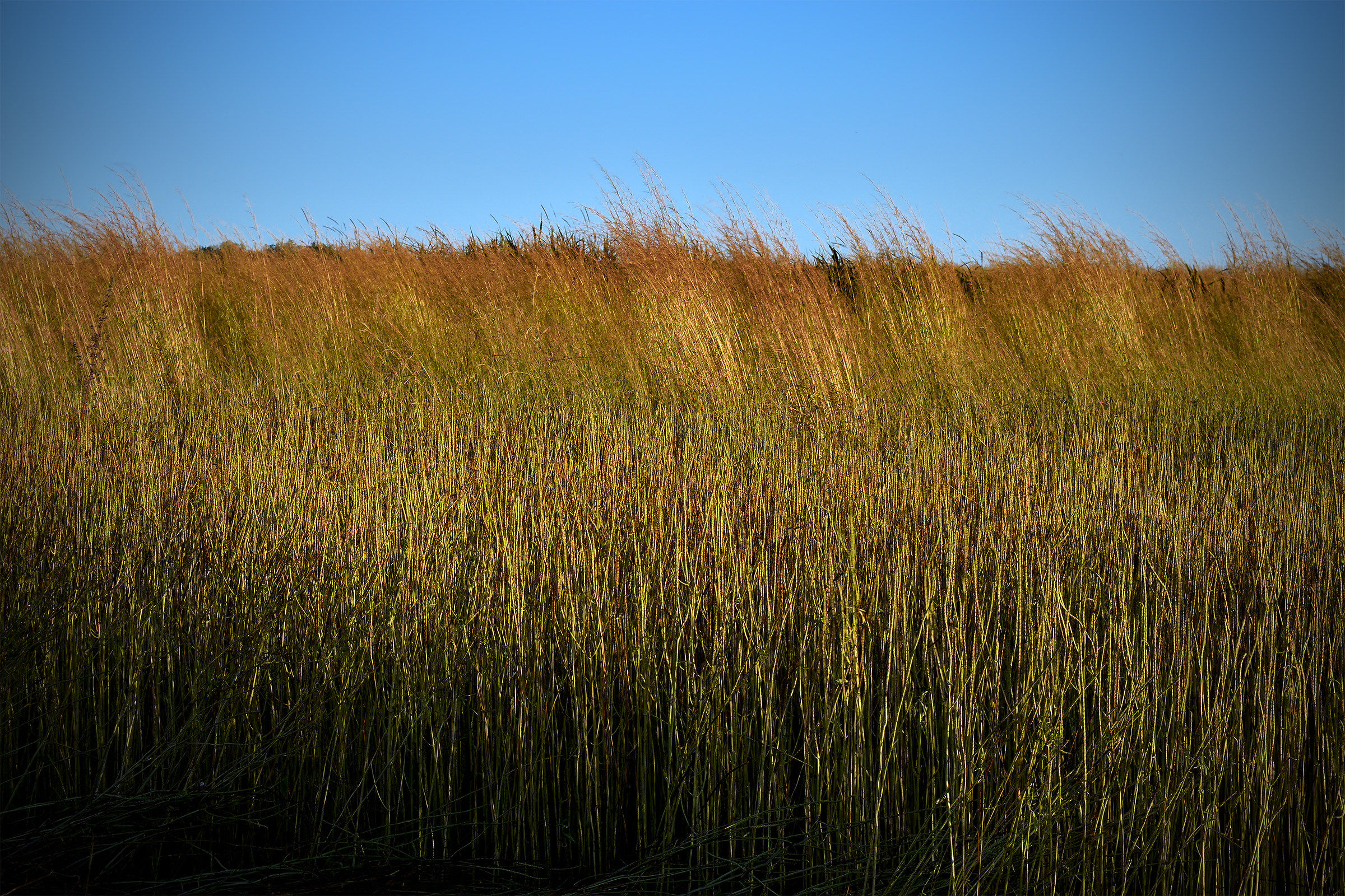 Pasto al viento en la llanura