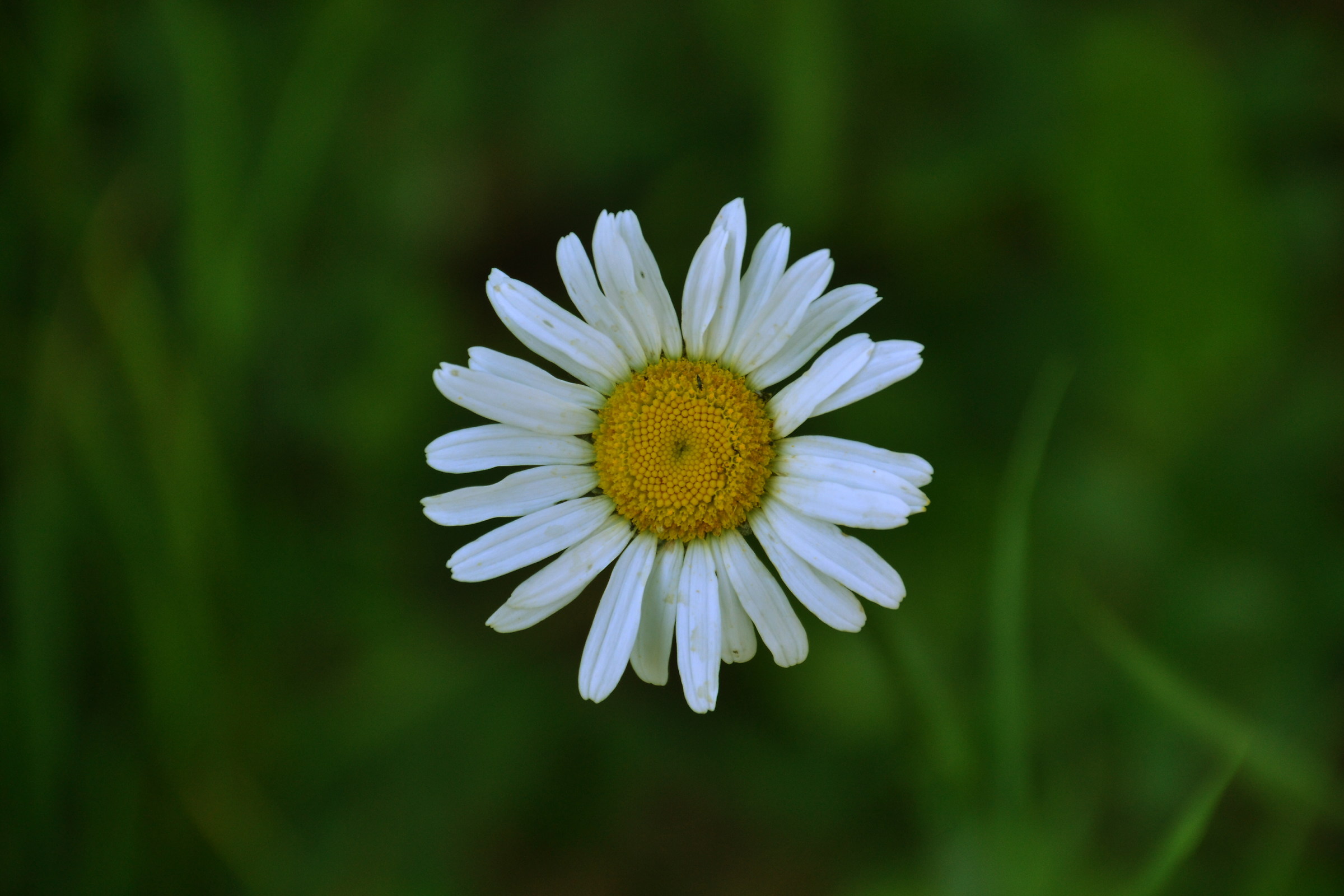 Daisy