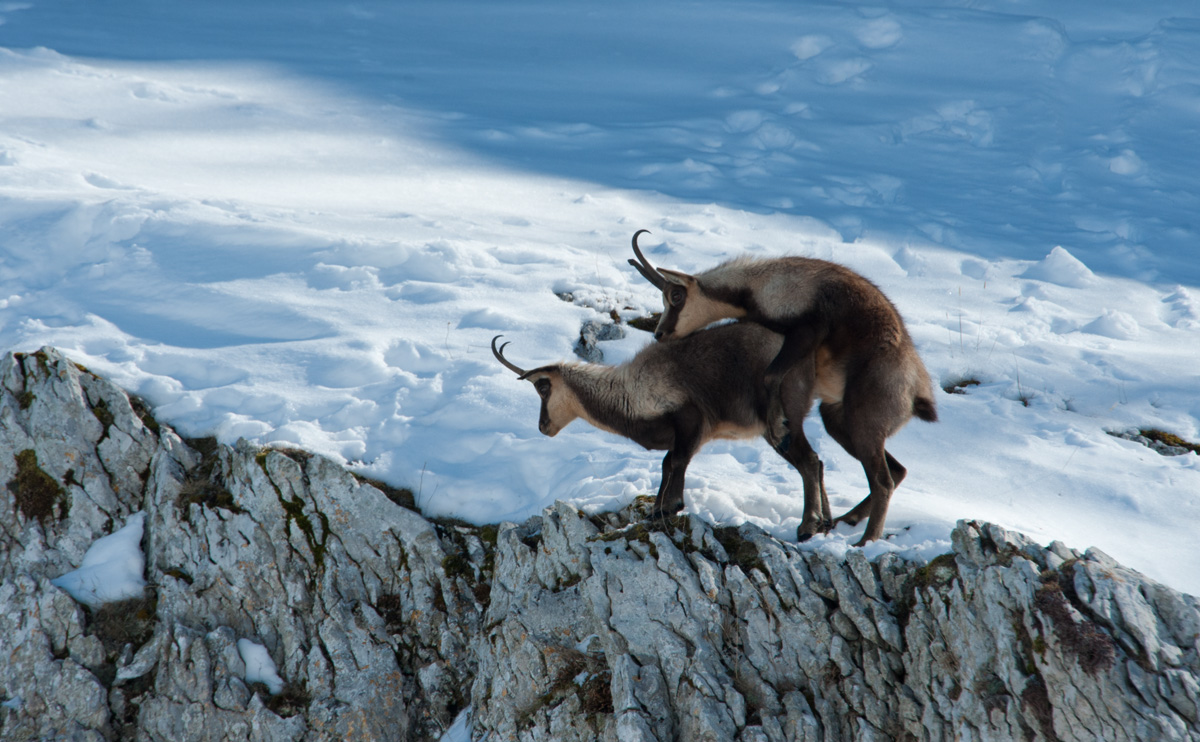 chamois in love